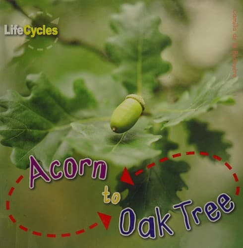 Cover image for Acorn to oak tree