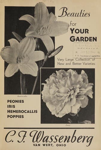 Beauties for your garden
