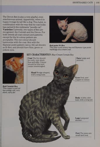 Cover image for You & Your Cat