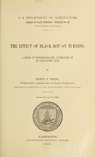 The effect of black rot on turnips