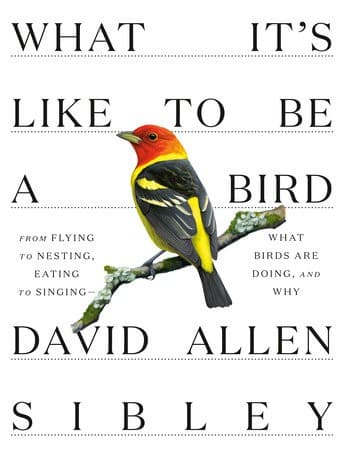 Cover image for What It's Like to Be a Bird