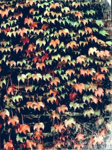 Cover image for Vines