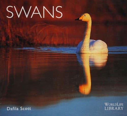 Cover image for Swans