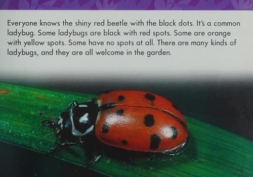 Cover image for Lady Bug (Life Cycles)