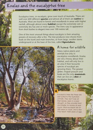Cover image for Koala
