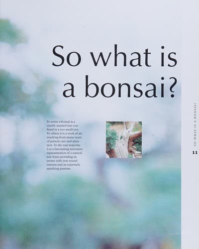 Cover image for Bonsai