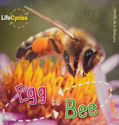 Cover image for Egg to bee