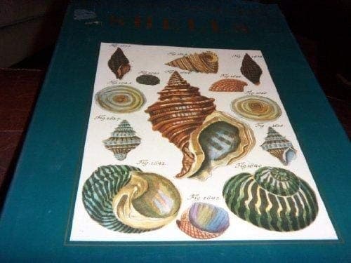 Cover image for Shells