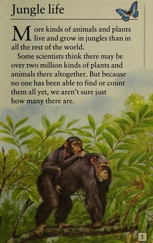 Cover image for Jungle animals
