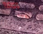 Cover image for Wolfgang Tillmans