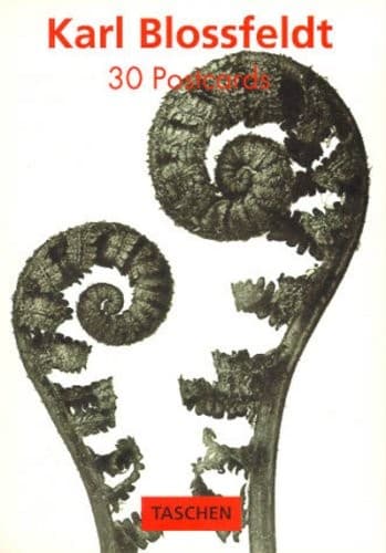 Cover image for Karl Blossfeldt