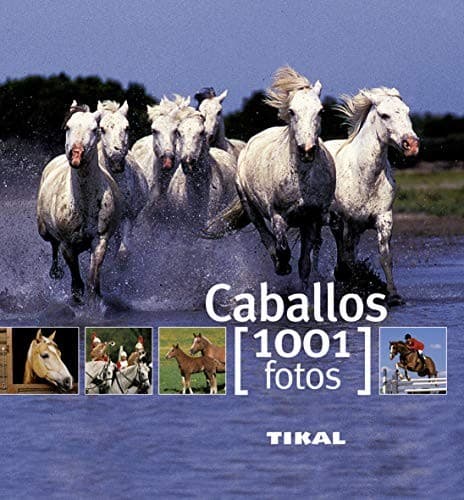 Caballos