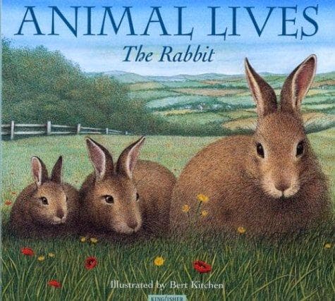 Cover image for The Rabbit (Animal Lives)