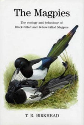 Cover image for The Magpies
