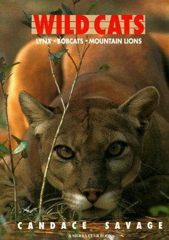 Cover image for Wild Cats