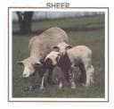 Cover image for Sheep