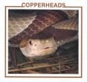 Cover image for Copperheads