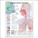 Cover image for Understanding Influenza