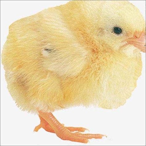 Cover image for Chick.