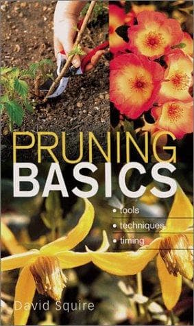 Cover image for Pruning Basics