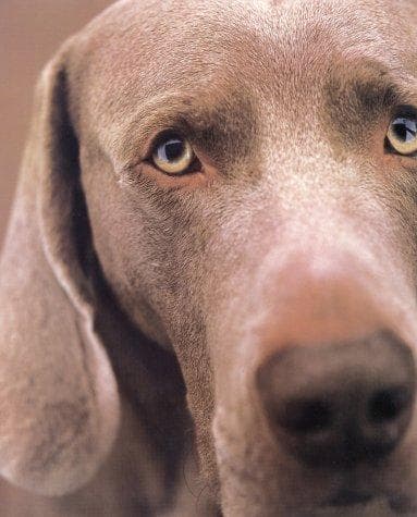 Cover image for William Wegman Polaroids