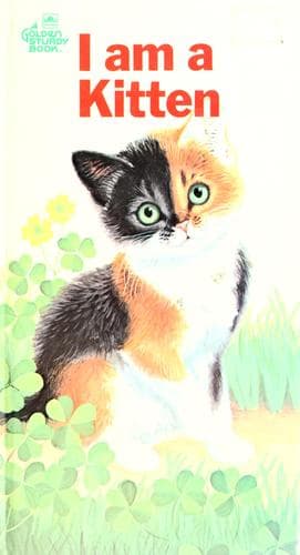 I am a kitten