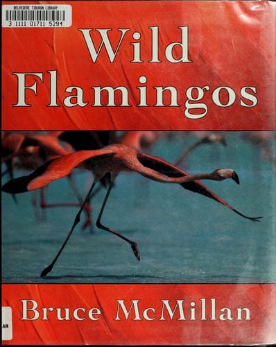 Cover image for Wild flamingos
