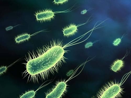 Cover image for Microorganisms and Biotechnology (Nelson Advanced Modular Science: Biology)