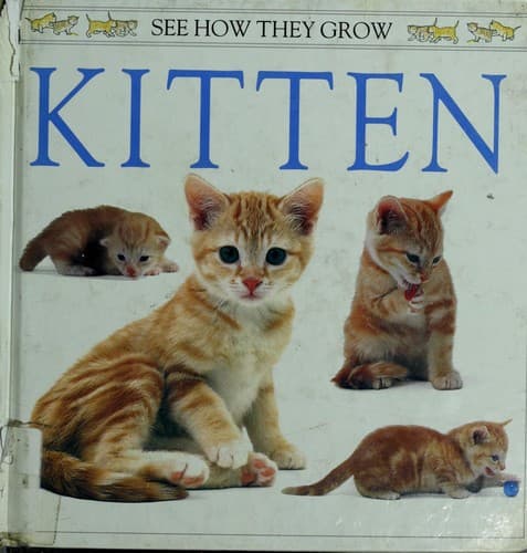 Cover image for Kitten
