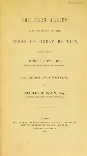 The fern allies