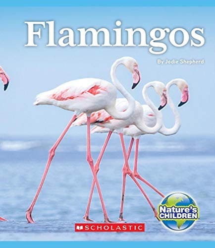 Cover image for Flamingos