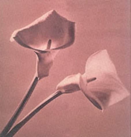 Cover image for Pistils