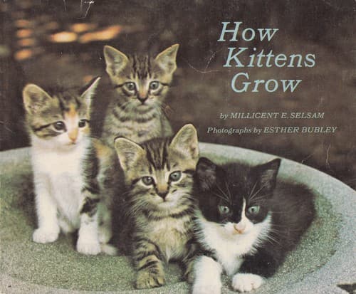 Cover image for How Kittens Grow