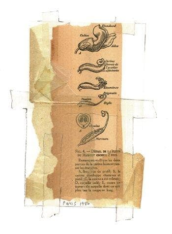 Cover image for Footnotes
