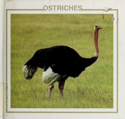 Cover image for Ostriches