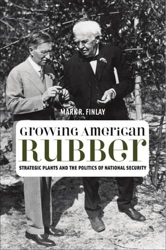 Growing American rubber